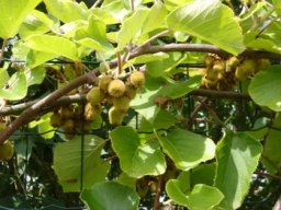 minis_kiwis_20211127_1366118479